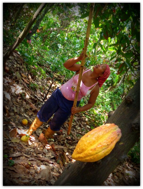 Katti trabajando en la hacienda de chuao. Foto de Fernando Carrizales