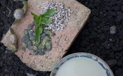 Lait de graines de tournesol avec dattes