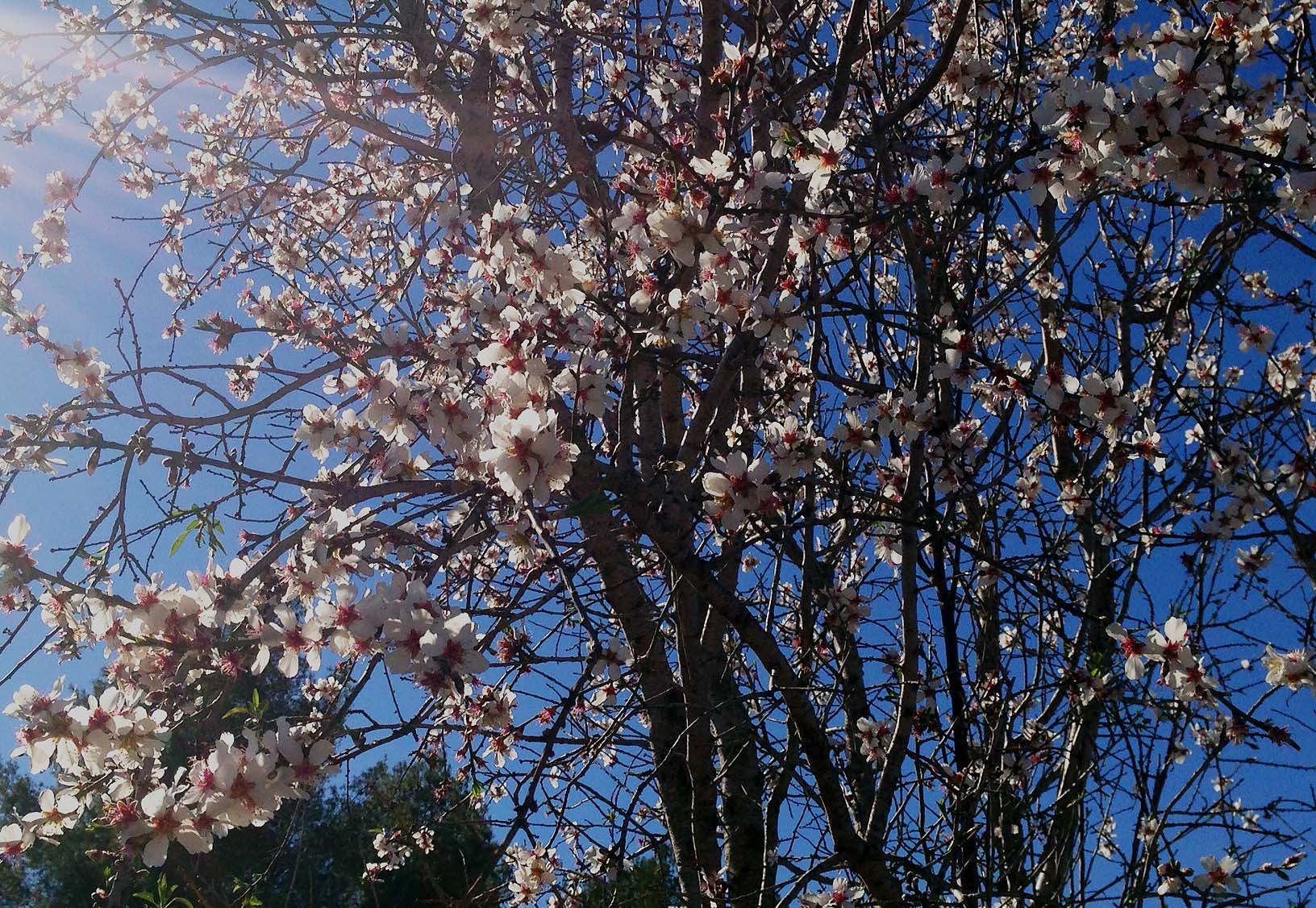 Almendro en flor, comarca de L´Alcalatén (Castellón)