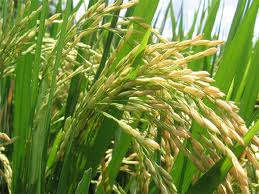 Rice plant and seeds