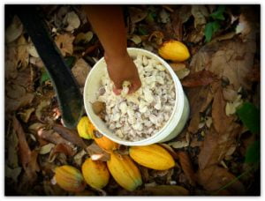 piantagione di cacao. Katty lavora presso la piantagione di cacao Chuao. Foto di Fernando Carrizales.
