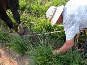 Un "llauraor" cuidando su campo de chufas durante los meses de verano.
