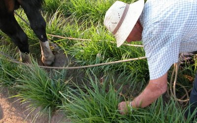 La chufa, un cultivo basado en la agricultura familiar