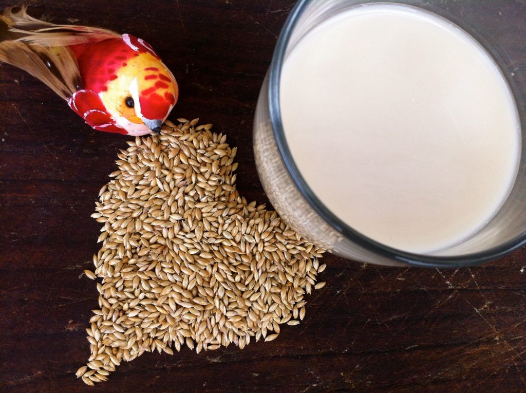 Vegan recipe of homemade canary seed milk