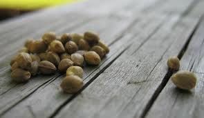 Hemps seeds