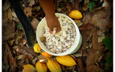 Le cacao équitable et solidaire pour nos laits végétaux