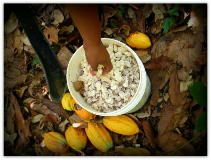 Le cacao équitable et solidaire pour nos laits végétaux