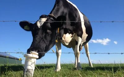 Bebe leche de vaca, las leches vegetales no existen