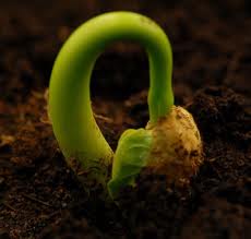 germinating seed
