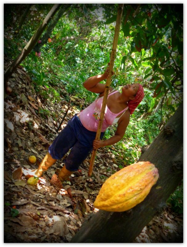 Katti working at the cocoa plantation / Fernando Carrizales.