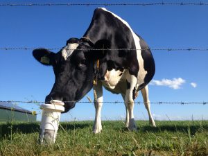 lait d´amandes et scorbut