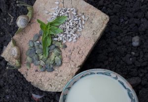 vegan recipe of sunflower seeds milk