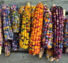 semillas de maiz de todos los colores