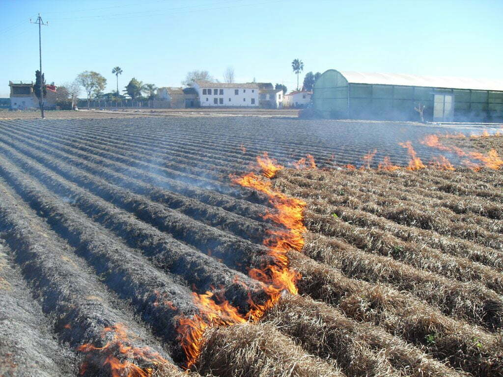 Burning tigernut grass at harvest.