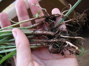 Tigernut or chufa plant with it roots and rhizomes.