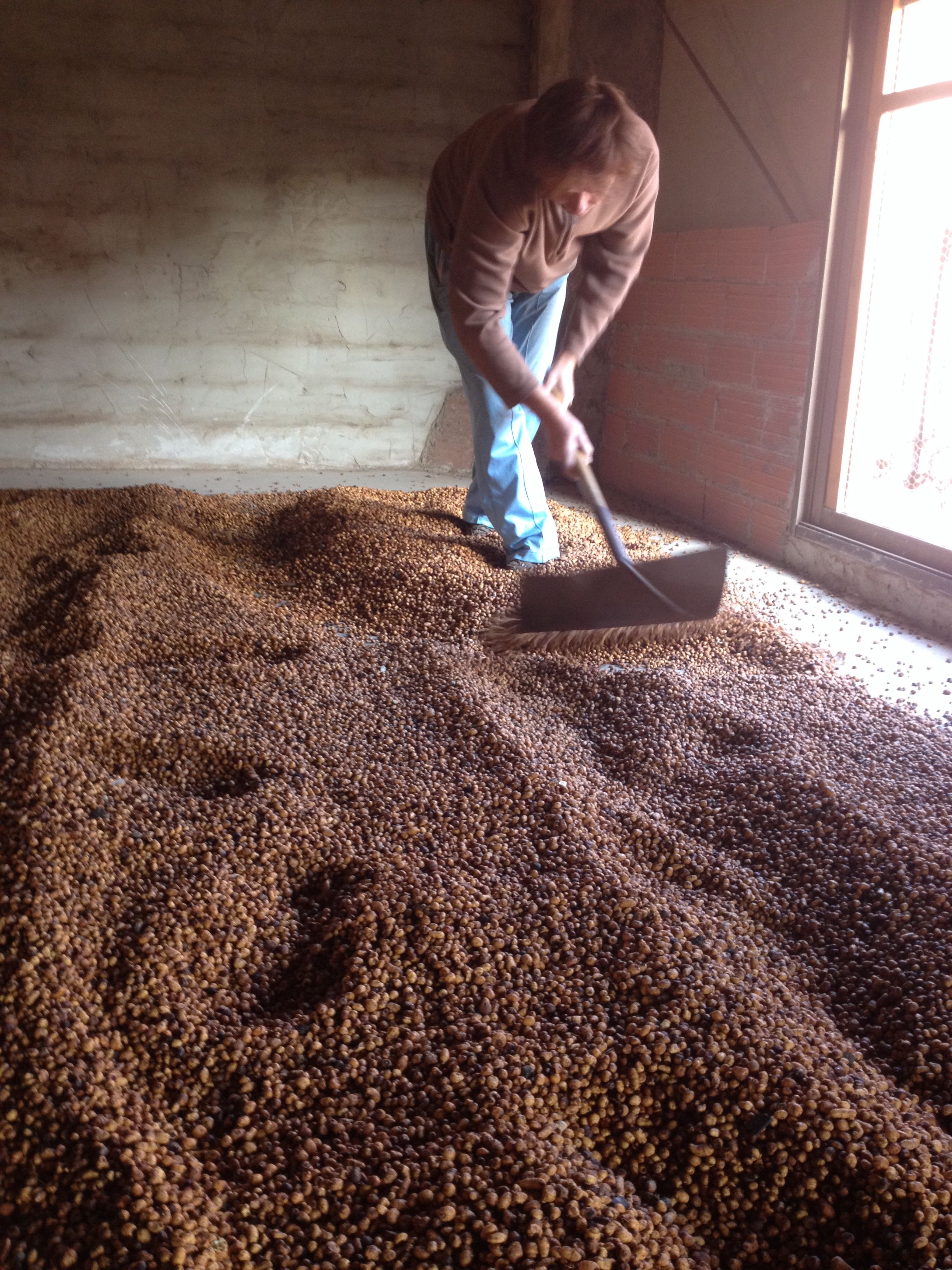 Peasant turning tigernut to dry