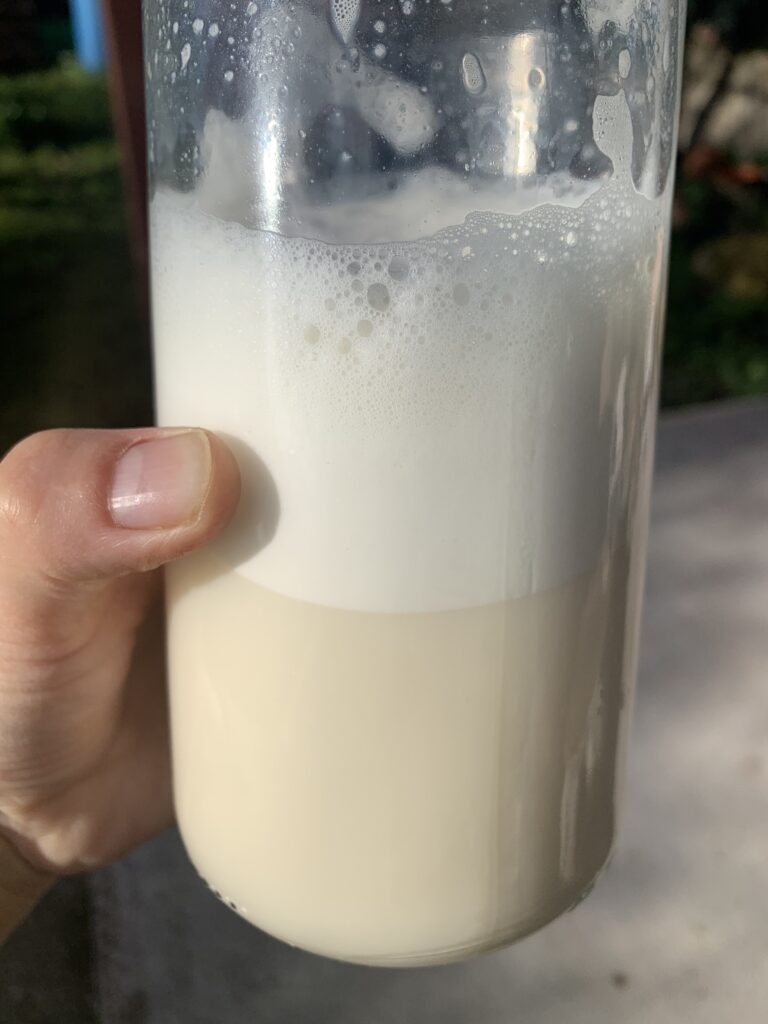leche de soja espumada en una jarra de vidrio. 