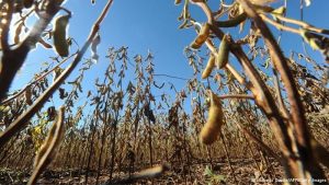 Plantation brésilienne de soja transgénique traitée agro chimiquement.