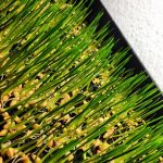 wheatgrass3